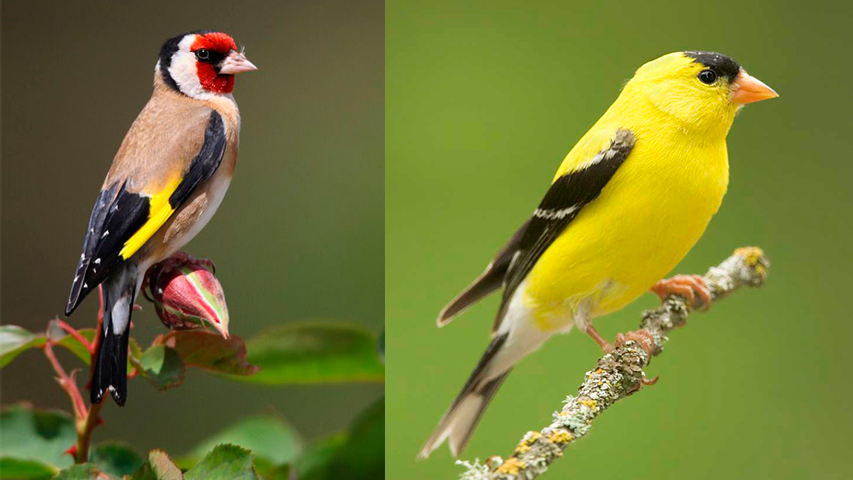 Which bird is supposedly colored by the blood of Jesus?