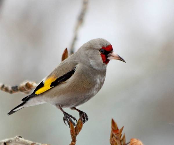 Himalayan goldfinch