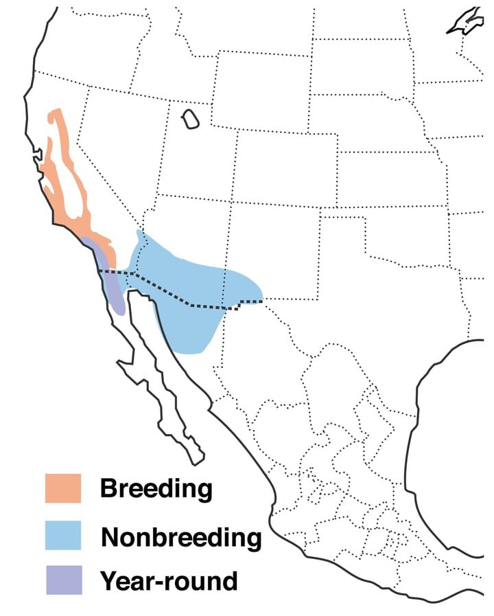 Lawrence’s goldfinch Range Map