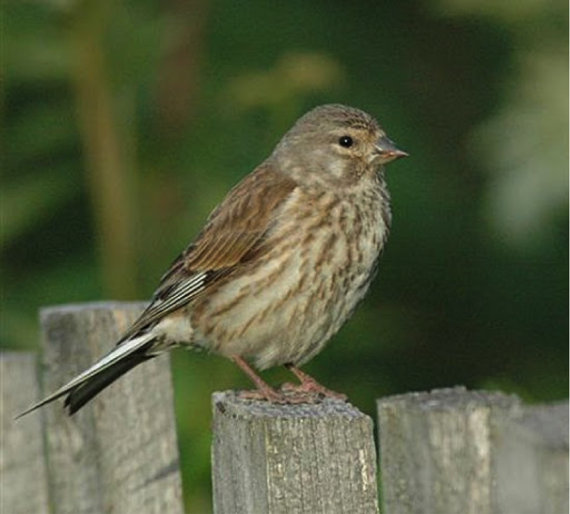 Eurasian Linnet Female