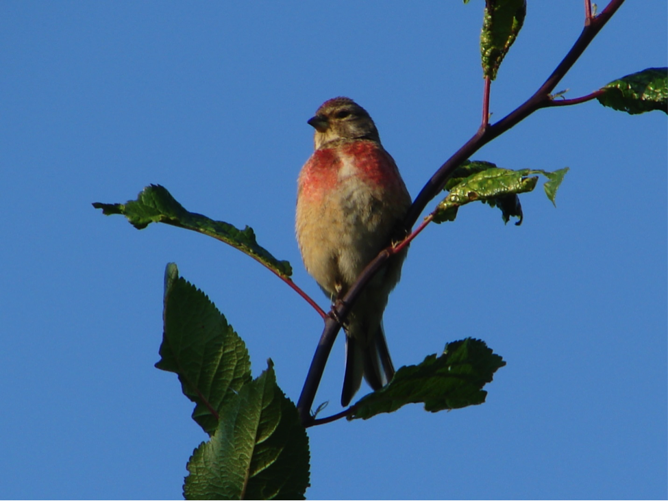 Eurasian Linnet Male