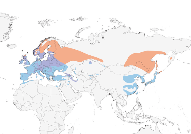 Eurasian siskin Range Map: orange – breeding; purple – year-round; blue – non-breeding