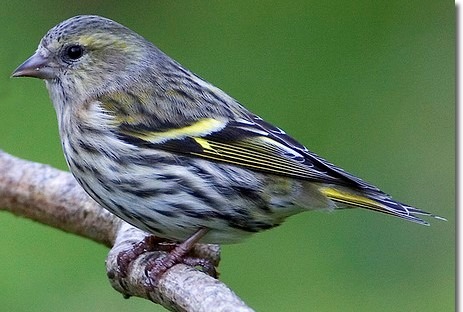 Eurasian Siskin Female