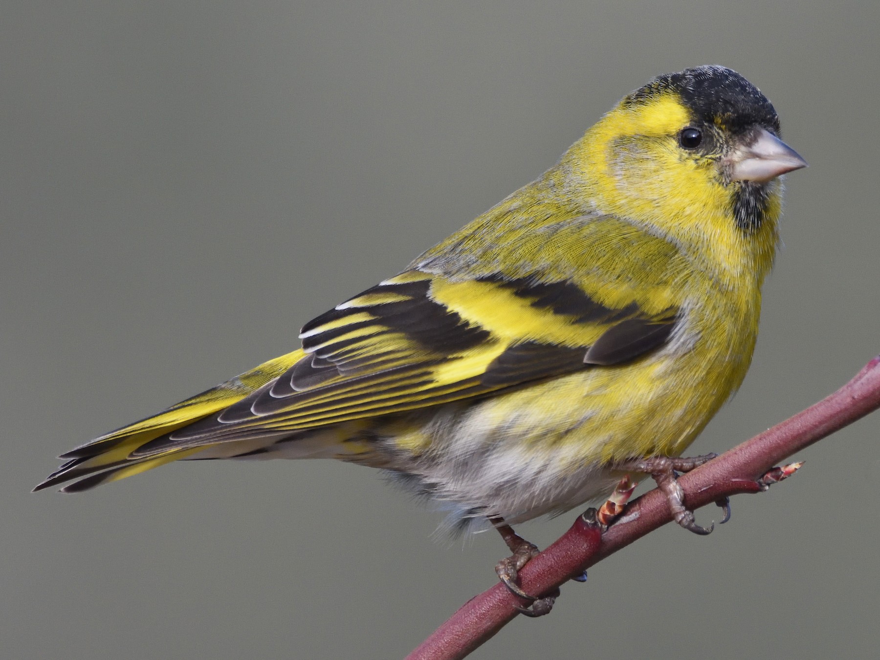 The growing abundance of siskins