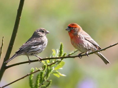 North America House Finch