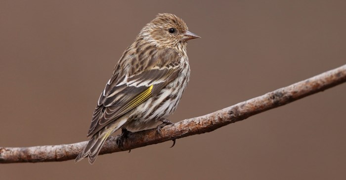 North America pine siskin