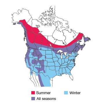 North American pine siskin Range Map
