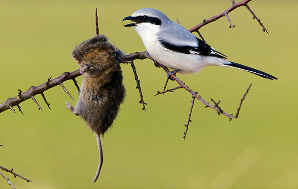 Eurasian Great Grey Shrike