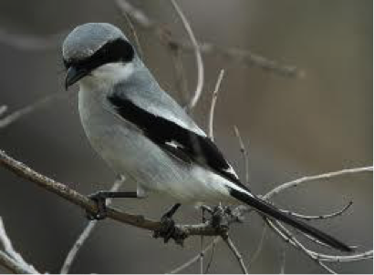 US Loggerhead Shrike