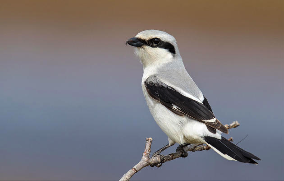 US Northern Shrike