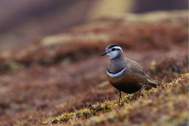 Dotterel, a small plover, and a word in Britain used to describe a person easily deceived; why?