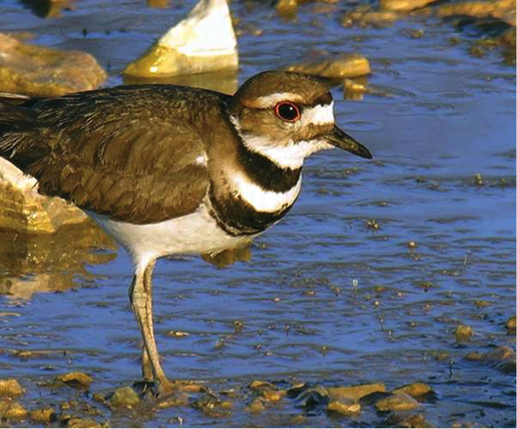 Dotterel