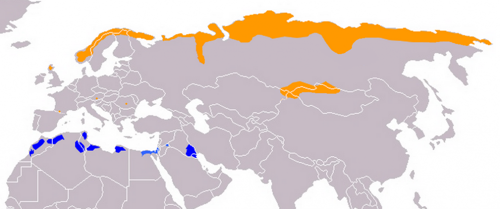 Dotterel Range Map: orange – breeding; blue – wintering