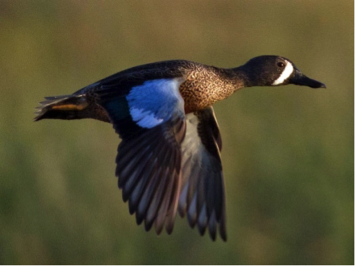American blue winged teal male