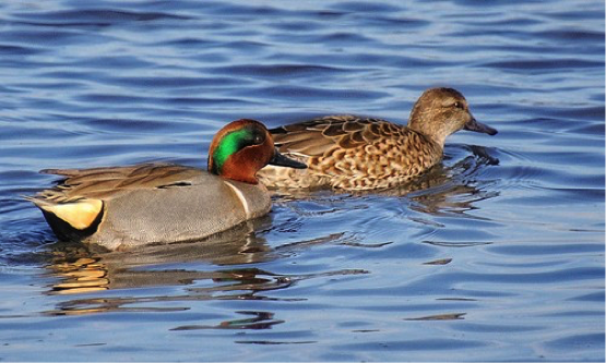 American green winged teal male and female