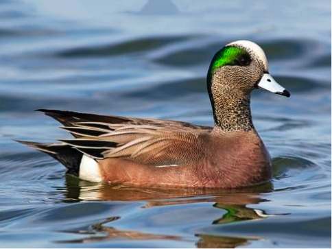 American wigeon male