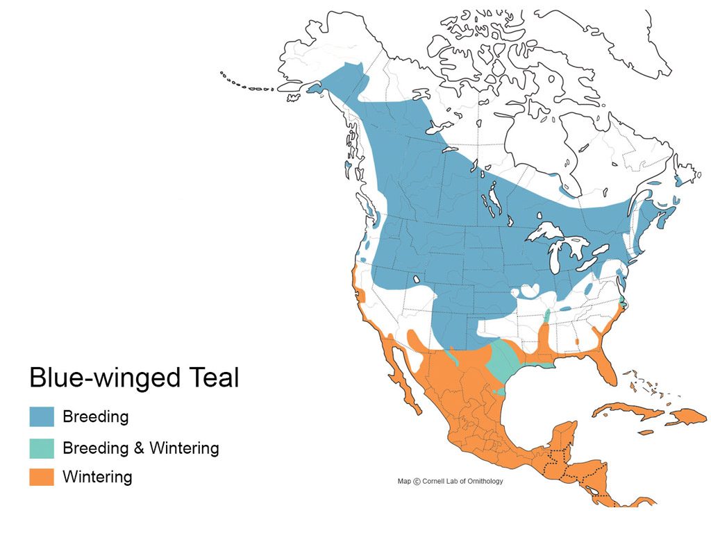 Blue-winged teal Range Map