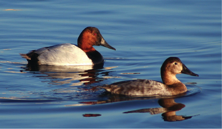 Canvasback male and female