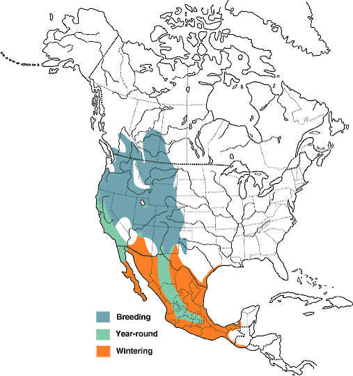 Cinnamon teal Range Map