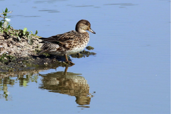 Eurasian Common Teal Female