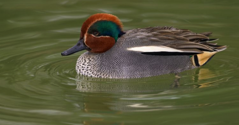 A Species of Duck that Gives its Name to a Color