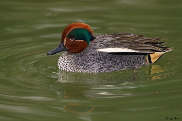 The Teal Bird A Birdwatcher's Guide John Cammidge