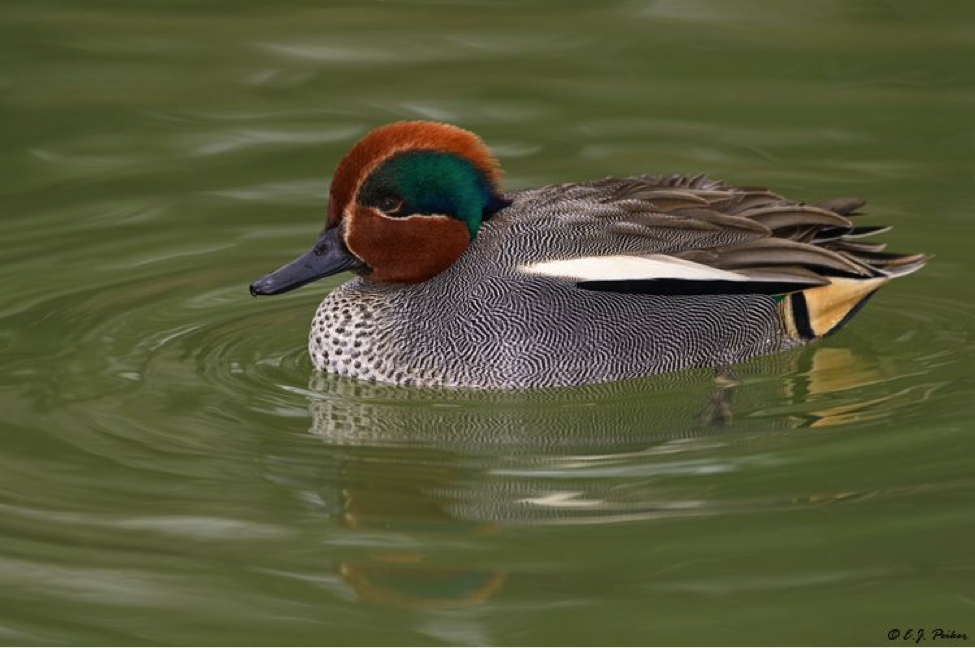 A Species of Duck that Gives its Name to a Color