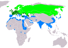 Eurasian common teal Range Map