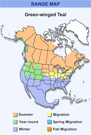 Green-winged teal Range Map