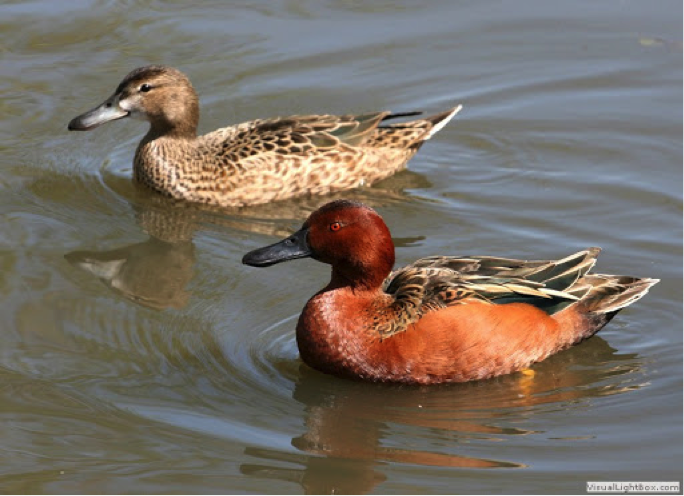 cinnamon-teal-male-female