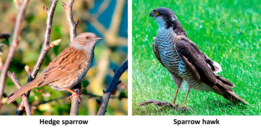 hedge sparrow and hawk sparrow