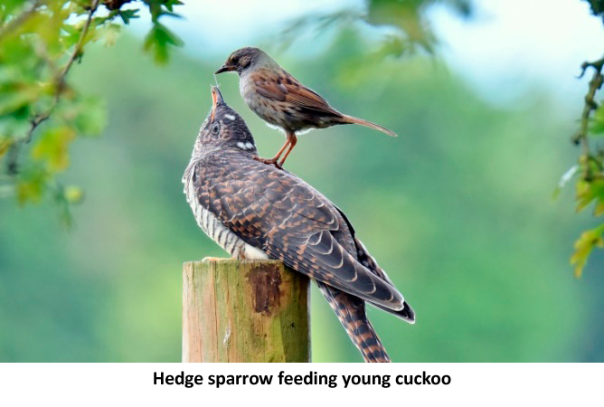 hedge sparrow feeding young cuckoo bird