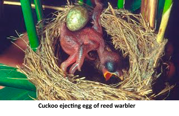 cuckoo bird ejecting egg of reed warbler