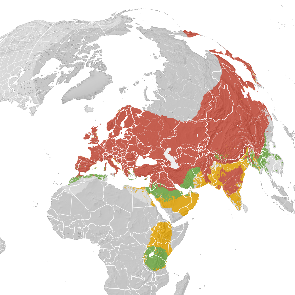 Common Cuckoo Range Map: orange – breeding; green – migration; yellow-wintering