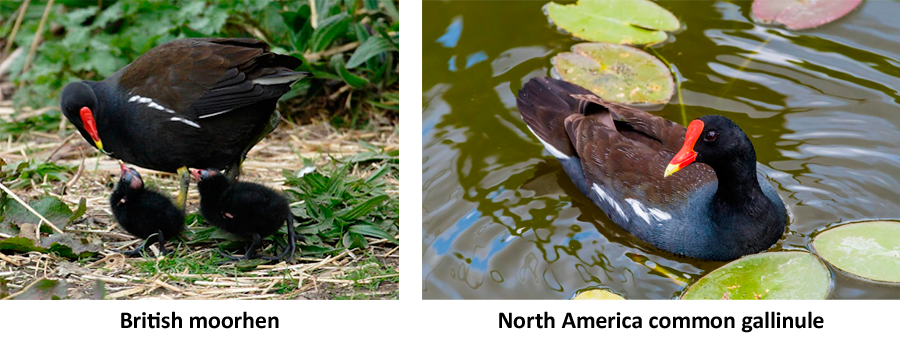 Waterhen, Moorhen or Gallinule – Which is It?