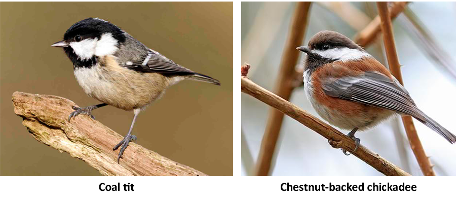 Coal Tit, or Moorhens