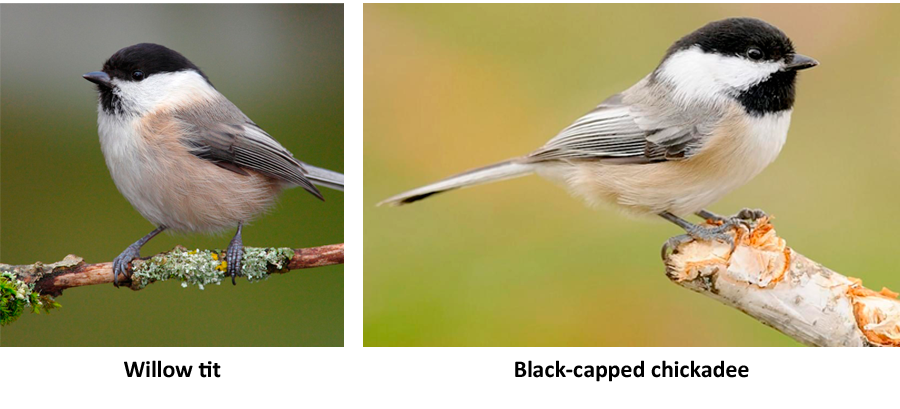 Willow tit