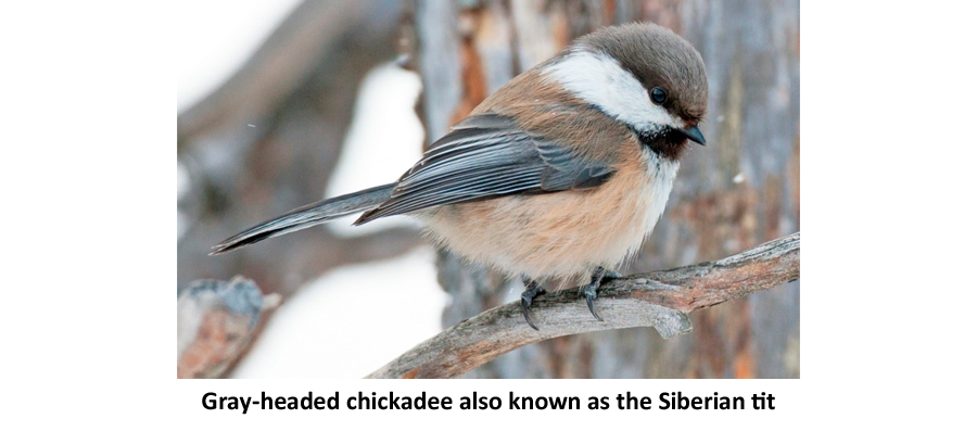 Gray-headed chickadee