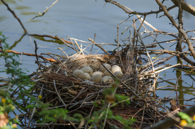 Common moorhen nest and eggs