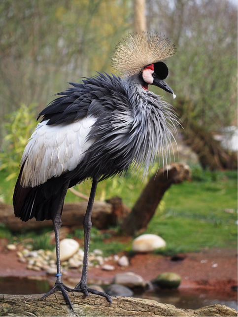 grey-crowned crane, one of the most beautiful birds