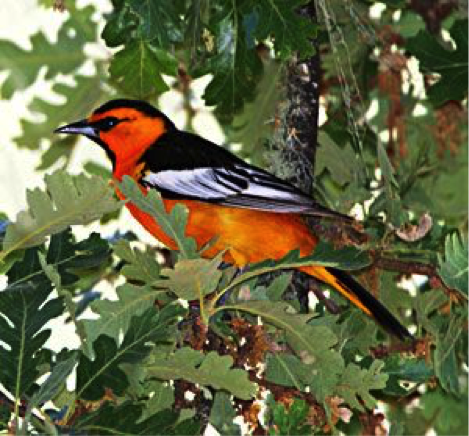 Bullock's oriole, one of the most beautiful birds