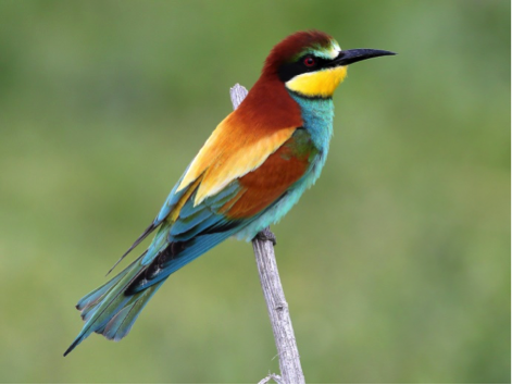 european bee eater, one of the most beautiful birds