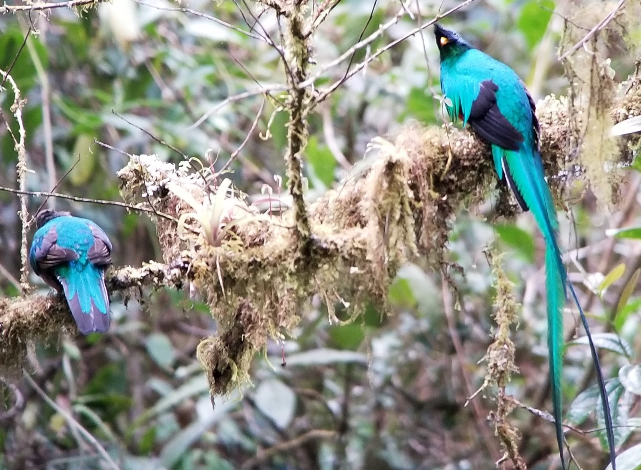 quetzels, one of the most beautiful birds