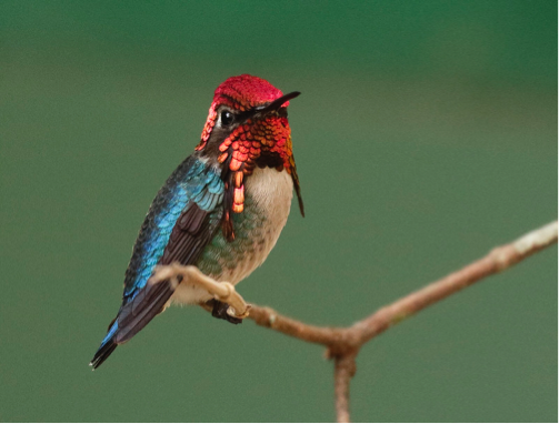 bee hummingbird, one of the most beautiful birds