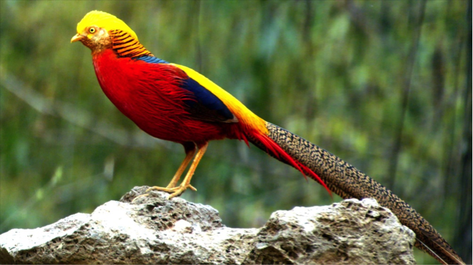 golden pheasant, one of the most beautiful birds
