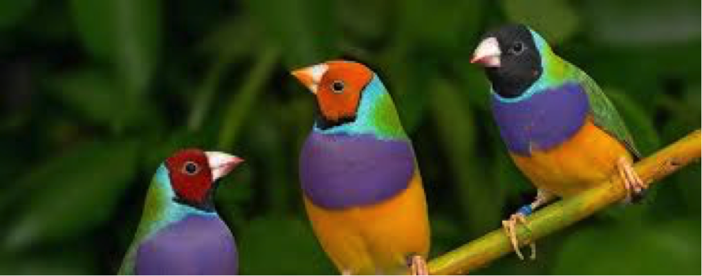 gouldian finch, one of the most beautiful birds