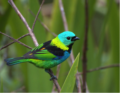 green headed teenager, one of the most beautiful birds