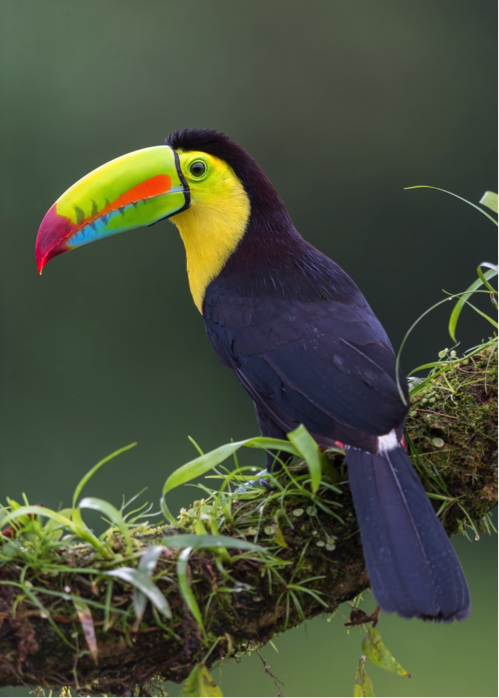 keel billed toucan, one of the most beautiful birds