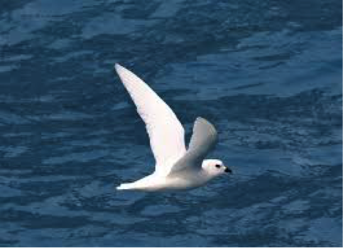 Snow Petrel, one of the most beautiful birds