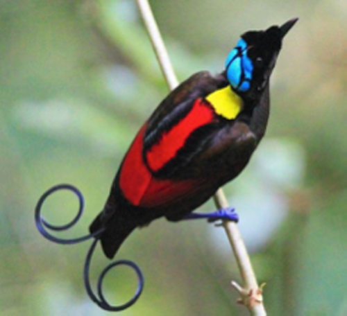 Wilson's bird of paradise, one of the most beautiful birds